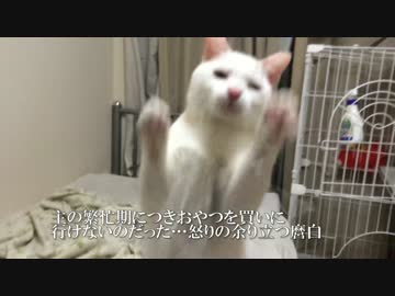 【宇宙猫】保護猫、おやつに埋もれる