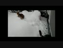 【ねこさんと暮らす】　ルルさんダンプ