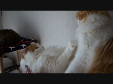 【#329】 兄弟喧嘩　【猫万歳】