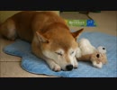 柴犬ひかりといちごと猫ミルキー　寝姿いろいろ