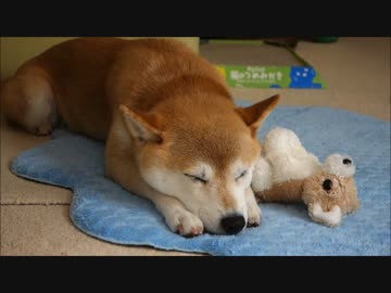 柴犬ひかりといちごと猫ミルキー　寝姿いろいろ