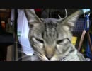 【生後305日】きょうの仔猫【蒼民家の猫々】