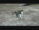 公園の子猫同士のコント風景をご覧ください