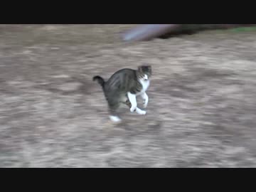 公園の子猫同士のコント風景をご覧ください