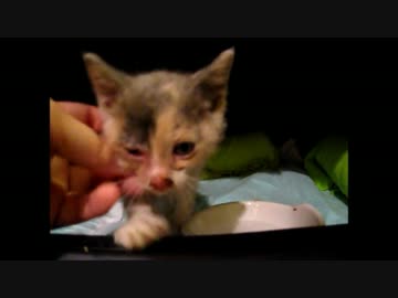 はじめての猫飼い81～風邪ひきもこちゃん～