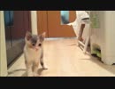 はじめての猫飼い82～廊下のもこちゃん～