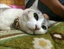 【猫】みけちゃんつめあわせ