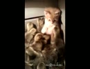 モフモフなヒヨコの群れにモフモフな子猫が侵入