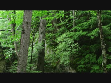 虫の声でダブステップ作ってみた