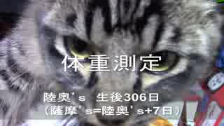 【生後306日】きょうの仔猫【蒼民家の猫々】