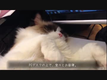 ラグドールのレオ　Vol63 おっちょこちょいな猫