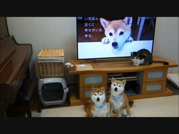 柴犬いちご テレビＣＭ記念撮影