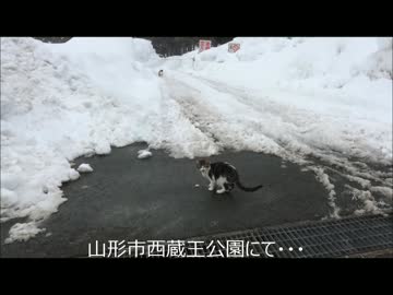野良猫？１