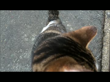 野良猫？2