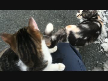 野良猫？４
