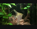 須磨海浜水族園・淡水編