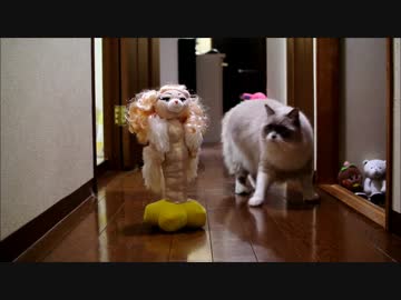 壁ドンすると女の子にモテるらしいよ