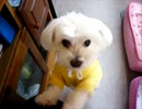 15歳のリリーとても元気です.wmv