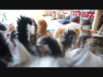 【#331】 覗きこんだり・・　【猫万歳】