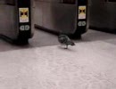 鳩の無賃乗車