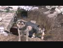 撤退したウクライナ軍の陣地で犬を発見