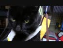【生後307日】きょうの仔猫【蒼民家の猫々】