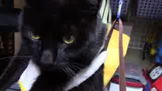 【生後307日】きょうの仔猫【蒼民家の猫々】