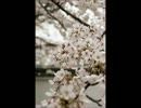 堀江由衣　「桜」　歌ってみた