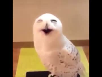 連続微笑みフクロウさん