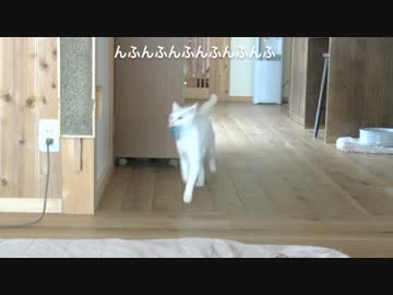 くるねこ大和　20150221　マル胡プター