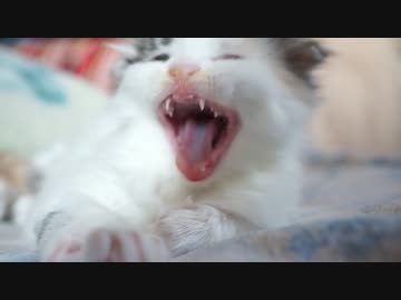 【#332】 子猫をみてるだけ　【猫万歳】