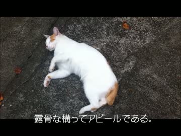 近所猫　みゅーの日常　part1