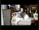 【レオ★ララ】 ママが見えなくて鳴く猫＃２