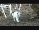 牛柄猫を観察