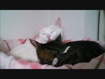 猫達の毛づくろいタイム