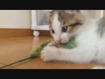 【子猫】しろとくろ　その２　