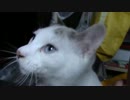 【生後308日】きょうの仔猫【蒼民家の猫々】