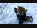 雪でおおはしゃぎなレッサーパンダ【アメリカ】