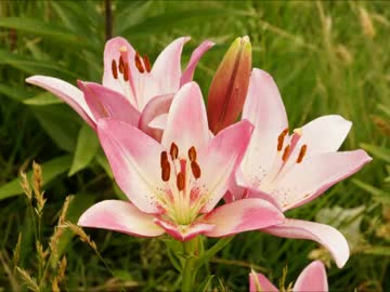 【朗読】やったわ☆