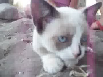 子供と戯れる猫