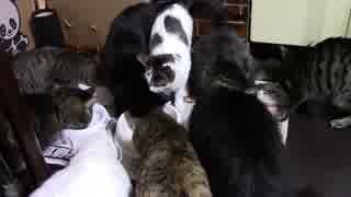 こんしゅうのおやつ【蒼民家の猫々】
