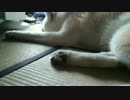 秋田犬にいたずらしてみた