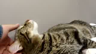 おねんねする猫ちゃん.gato