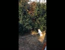 近所猫　みゅーの日常　part2