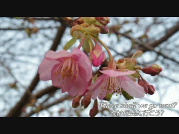 次は何処に行こう？400xで往く伊豆・河津桜マスツーリング