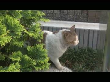 猫が車に潰されぺしゃんこに・・・ - ニコニコ動画