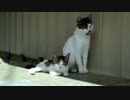 田代島の猫たち