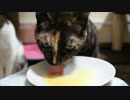 猫の日スペシャルスープ