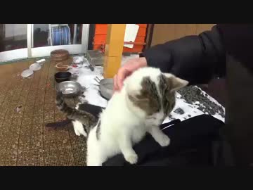 最果ての岬で生きる子猫たち