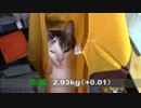 【生後309日】きょうの仔猫【蒼民家の猫々】